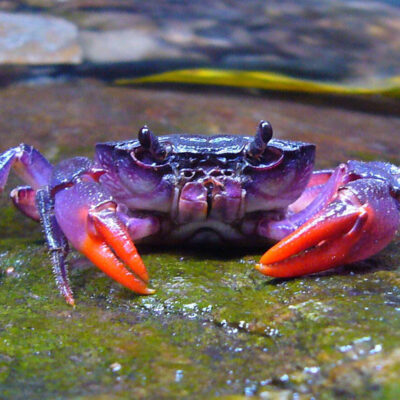 LONGHORN CRAB – Small Dumbells